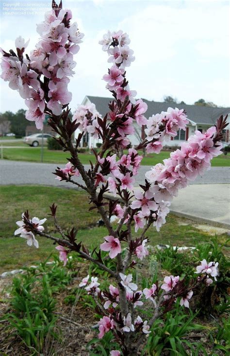Bonfire patio peach tree for sale line. View picture of Dwarf Peach 'Bonfire' (Prunus persica) at ...