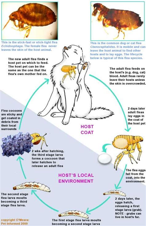 The Flea Lifecycle Simplified Vet Medicine Cat Fleas Fleas