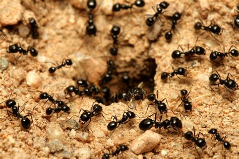 Little Black Ants Little Black Ant Control Terro