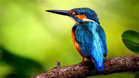 Hd Wallpaper Blue And Brown Hummingbird Kingfisher Water Splashes