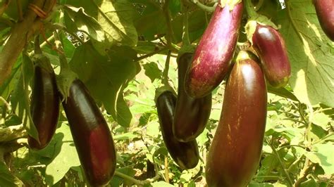Growing Eggplant How To Start Brinjal Farming Commercially Youtube
