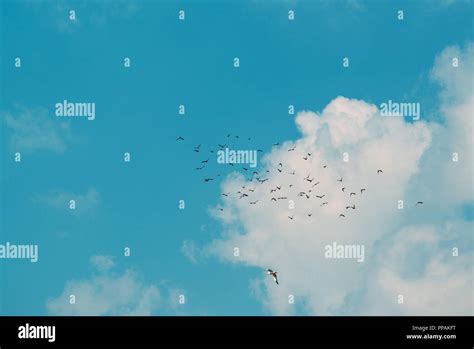 Flock Of Birds Flying Together Across The Sky Stock Photo Alamy