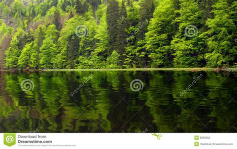 Mountain Lake Stock Photo Image Of Lake Forest Purity 8563352