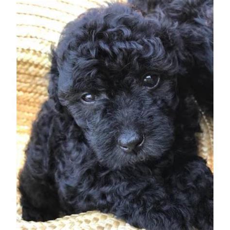 While many americans associate the the standard poodle became extremely popular in america after wwii, showing up on poodle skirts and even becoming the official pet of barbie dolls. Black Miniature Poodle Pups for Sale in Nashville ...
