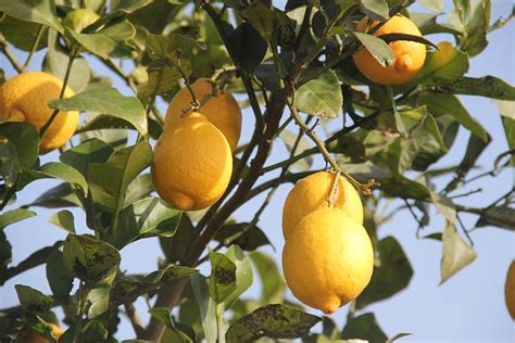 Fruit Lemon Citrus Free Photo On Pixabay Pixabay