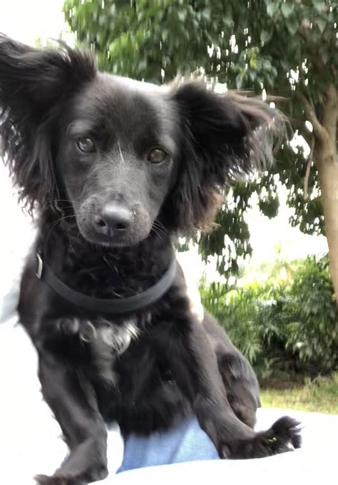 Adopt Roarke On Baby Dachshund Long Haired Dachshund Dogs