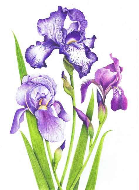 Watercolor Art Lessons Watercolor Flowers Paintings Botanical