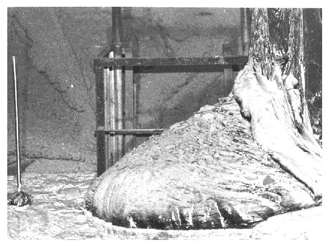 Since then, the radioactivity of the elephant's foot has decreased, and it is. The " Elephant's Foot " . Once Molten Fuel/debris Mixture that Dripped... | Download Scientific ...