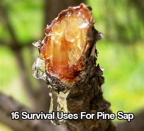 16 survival uses for pine sap shtf and prepping central