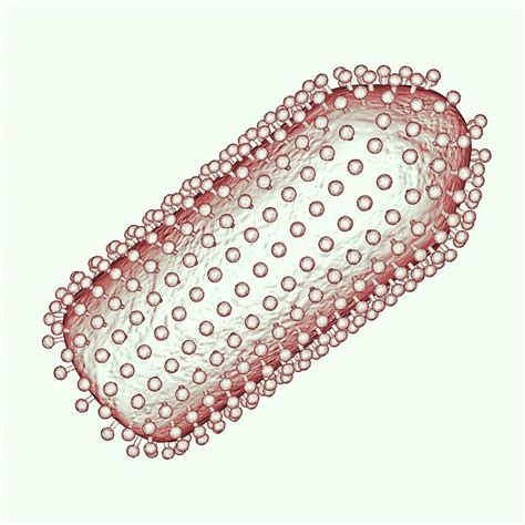 Rabies Virus Particle Photograph By Russell Kightley Pixels