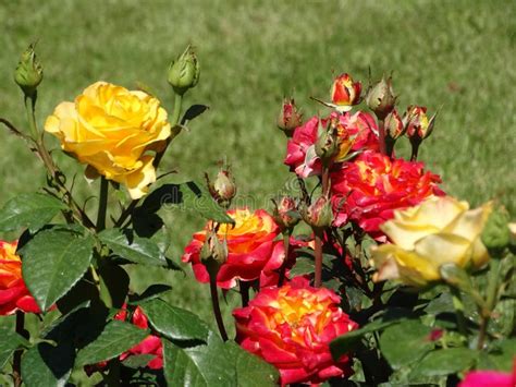 Bushes Of Multi Colored Roses Stock Photo Image Of Color Rose 125544268