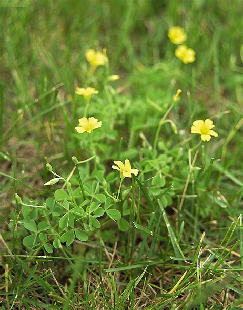 Weeds in the lawn with little yellow flowers? Weed Identification Guide | Better Homes & Gardens