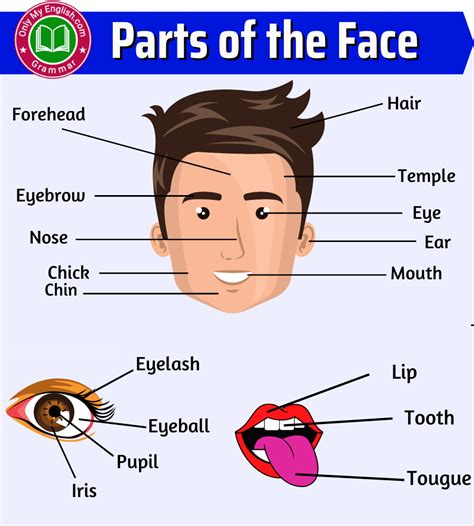 Face Parts Name In English With Pictures