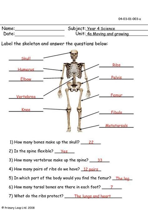Label Skeletal System Worksheet Artofit