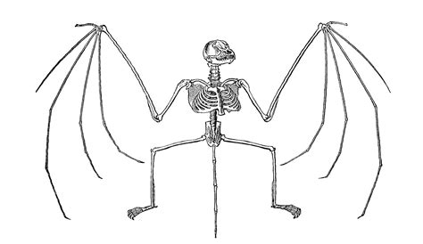 Antique Images Free Halloween Clip Art Bat Skeleton Illustration 1885