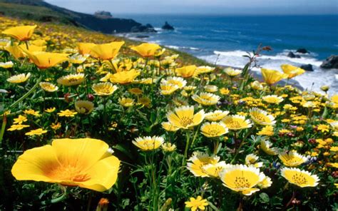 Eshsholtsiya Flowers Slope Beach Sea Waves Hd Wallpaper 07831