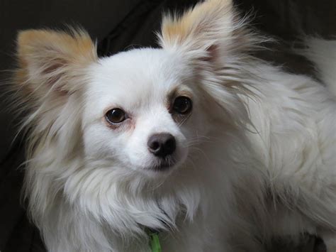Complete Guide To The Classic Long Haired Chihuahua Petventuresbook