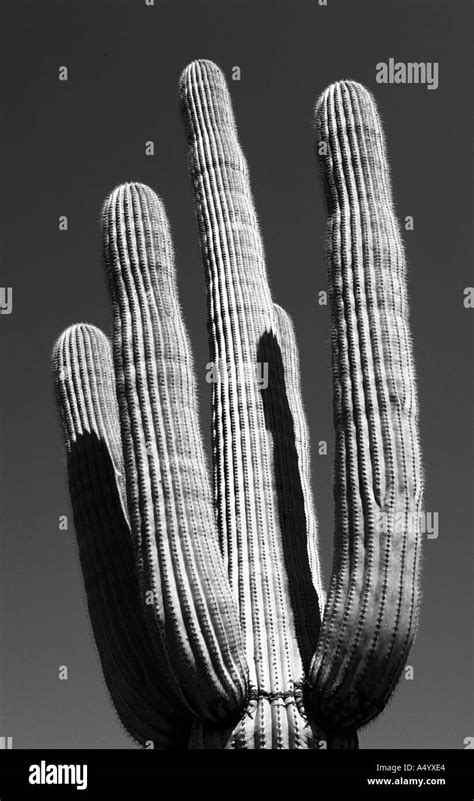 Saguaro Cactus Arizona Usa Stock Photo Alamy