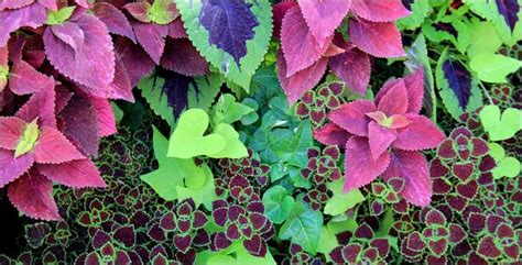 Coleus Tips On Growing Beautiful Coleus Plants Indoors Or Out