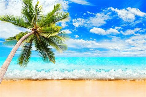 Tropical Island Sea Beach Landscape Green Coconut Palm Tree Leaves