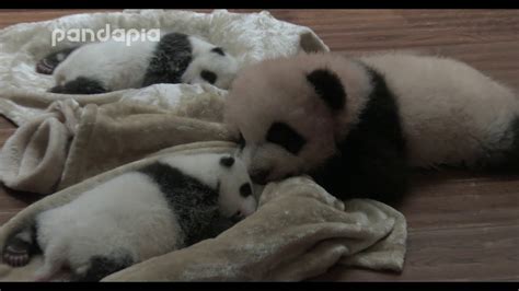 Panda Cubs Sleep Together Youtube