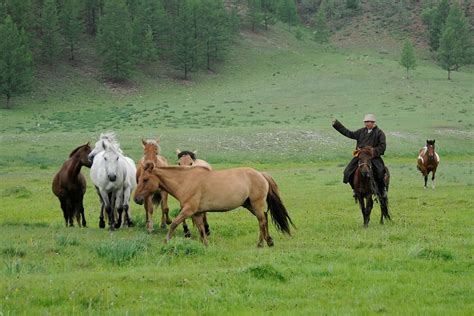 Hd Wallpaper Mongolia Nomad Horse Nature Wild Group Of Animals