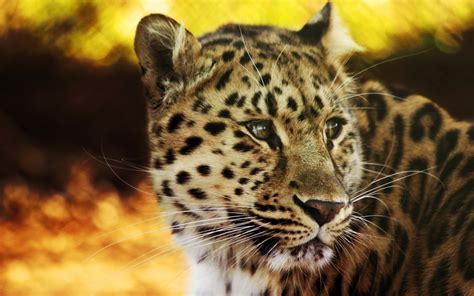 Leopard Hd Wallpaper Hintergrund 2560x1600