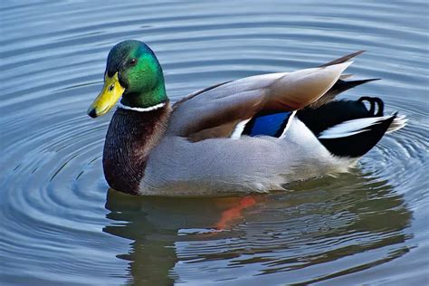 How To Cook Mallard Duck My Bird Garden