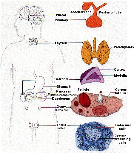 Anatomi Sistem Endokrin Homecare24