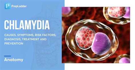 Chlamydia Causes Symptoms Risk Factors Diagnosis Treatment And Prevention Anatomy