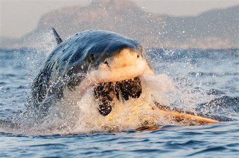 Great White Hunting Seals Photography By Terry Steeley