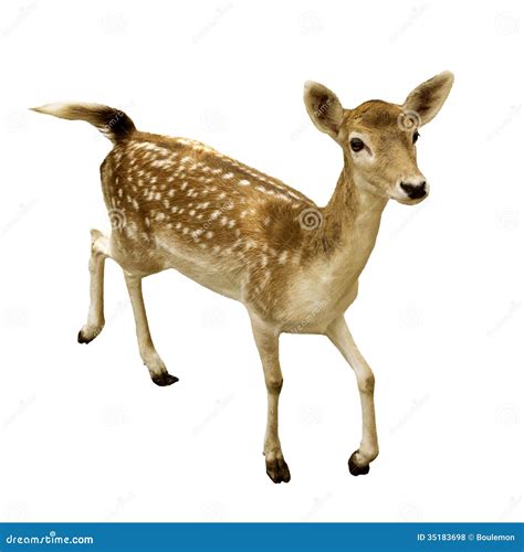 Female Sika Deer Isolated Stock Photo Image Of Brown 35183698
