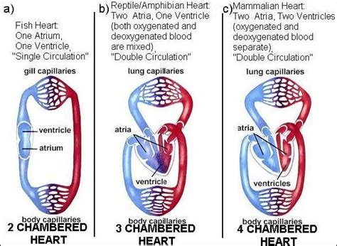 Fish heart chambers (page 1). Is there a transitional in princple for these hearts? | Uncommon Descent