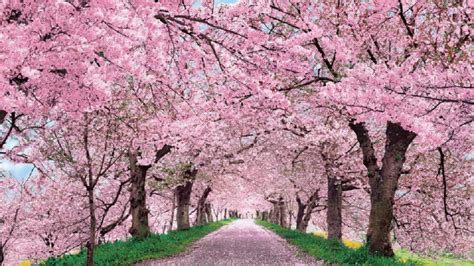 Aesthetic Cherry Blossom Landscape Wallpapers Wallpaper Cave