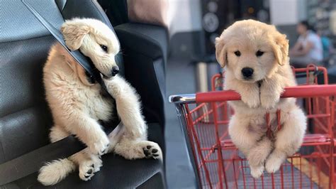 40 Golden Retriever Cute Dog Photos To Brighten Your Day