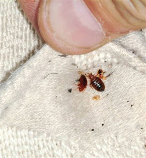 how to get rid of bed bugs step by step plan from entomologists ph