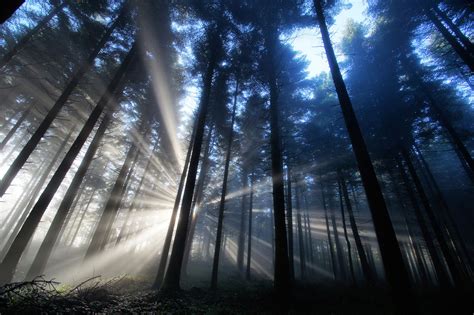 Mysterious forest. Download widescreen wallpaper landscapes. Forest ...