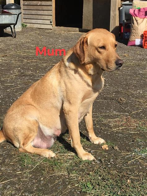 8 week old red diamond english lab. Fox-red/yellow boy Labrador puppies for sale | Labrador ...