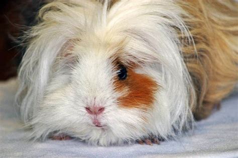 Top 5 Guinea Pigs With The Wildest Hair