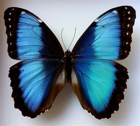 Peleides Mariposa Azul Morfo Enmarcado Finamente Morpho Peleides 0×