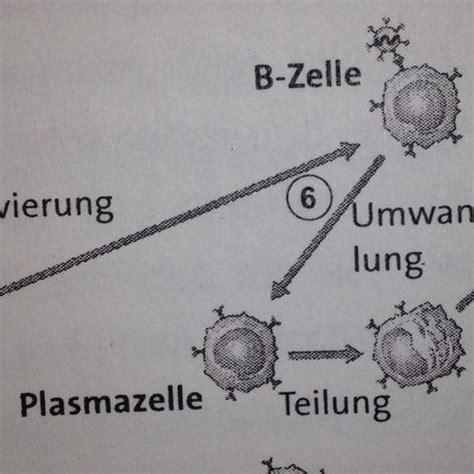 Sie heißen max und stefan. Ist die B-Zelle das selbe wie die Plasmazelle? (Biologie, Gymnasium, Immunsystem)
