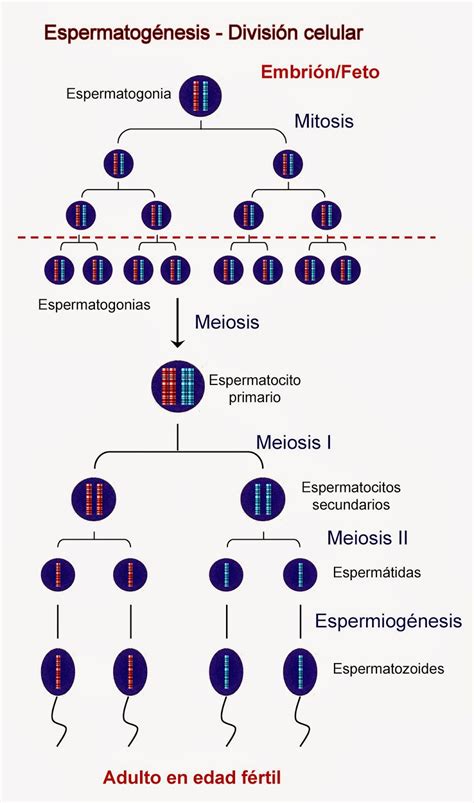 Hormonas La Fábrica De Espermatozoides Espermatogénesis