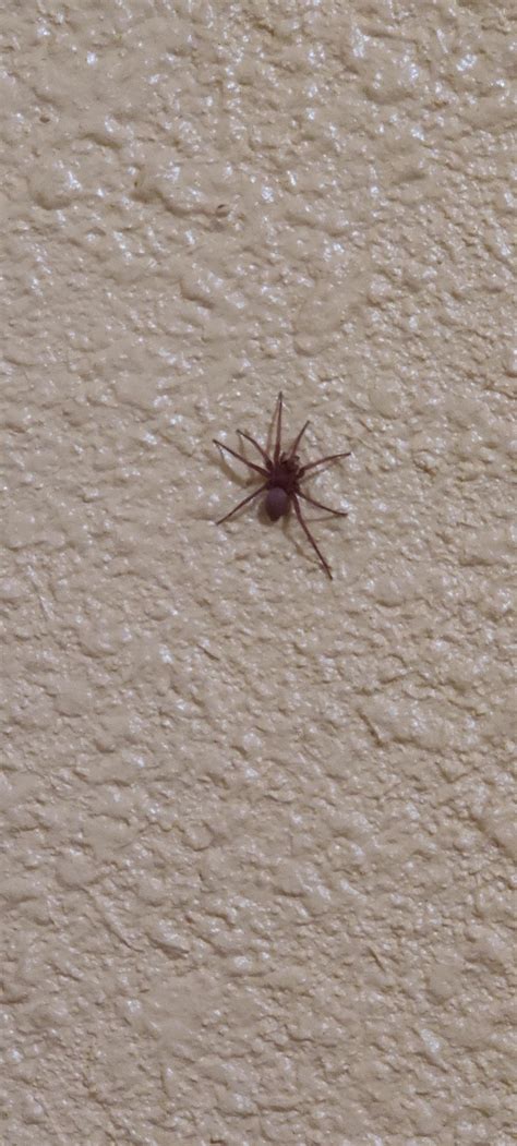 Is This A Brown Recluse Central California Spiders