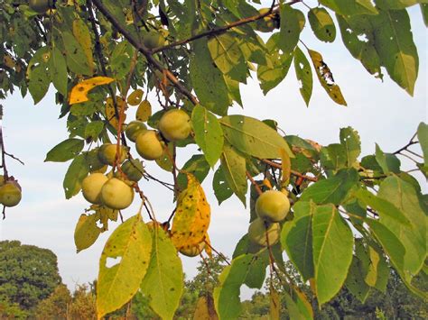 Most fruit trees like a soil ph between 6.0 and 6.5, but there are exceptions. Fruit Warehouse: American Persimmon ( Diospyros virginiana )