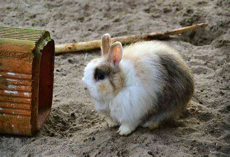 Is It Okay To Set My Pet Rabbit Free Domestic Rabbit Rabbit Pet Rabbit