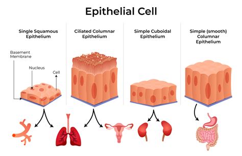 Epithelial Tissue Introduction Characteristics Types Importance Geeksforgeeks