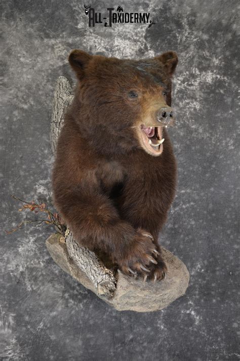 Bear Taxidermy Mounts All Taxidermy