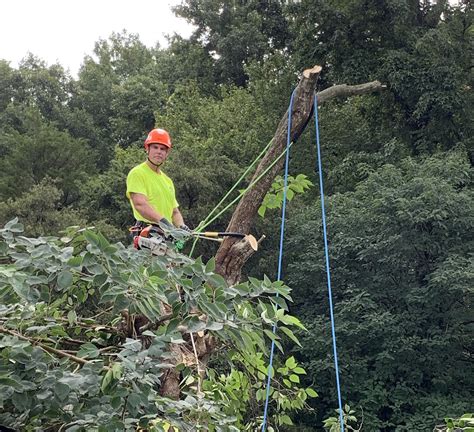 Tree Removal Limbing And Pruning In Cascade Va
