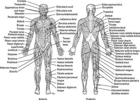 Major muscles of the body, with their common names and scientific (latin) names your job is to diagram and label the major muscle groups, for both the anterior (frontal) view and the. 4 Datos divertidos sobre los músculos humanos - Para Dummies