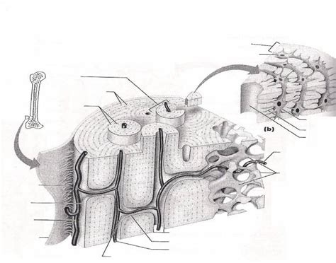 The three types of cartilages 1. Compact Bone Diagram